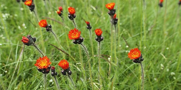 Orange-red hawkweed