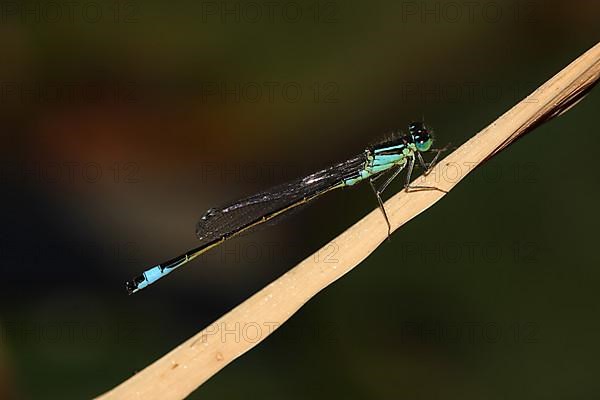 Male blue-tailed damselfly