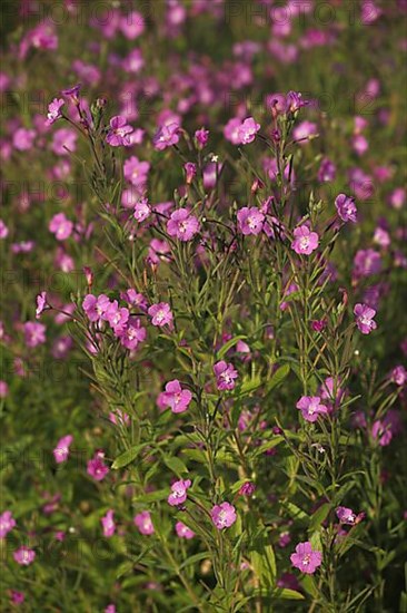 Shaggy willowherb