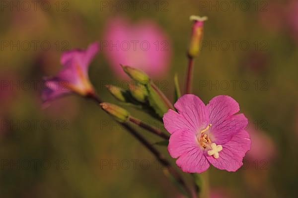 Pistil with petals of great willowherb