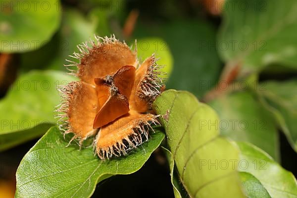 Ripe open beech