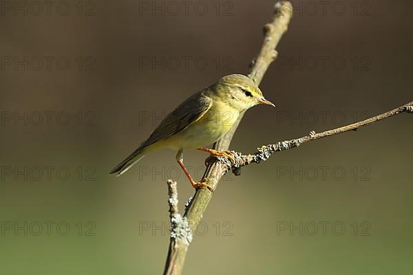 Wood warbler