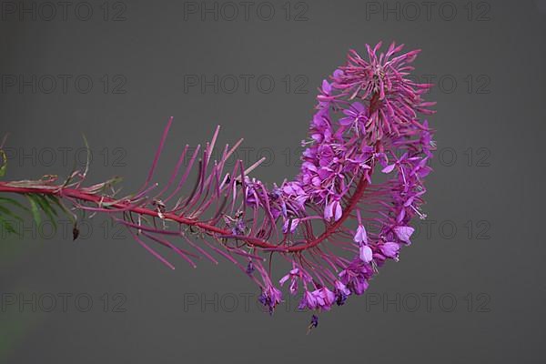 Narrow-leaved willowherb