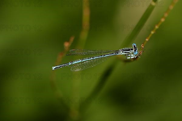 Male white-legged damselfly