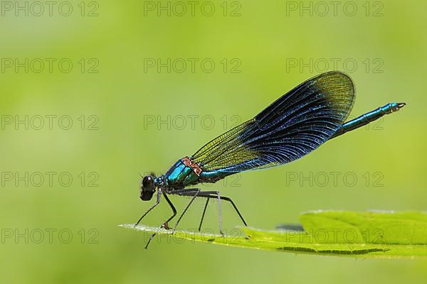 Male banded demoiselle