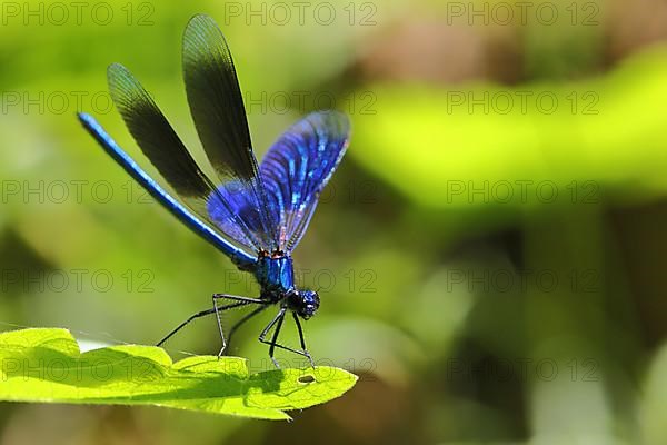 Male banded demoiselle