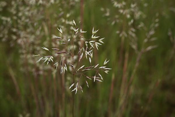Grass blade of grey hair-grass