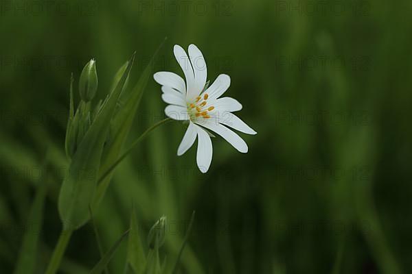 Flower and bud of the great greater stitchwort