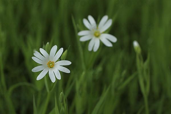 Chickweed