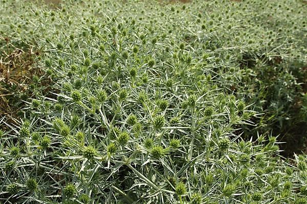 Field Manure