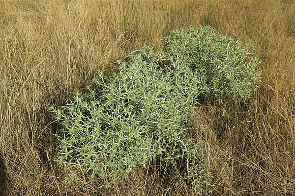 Field Manure