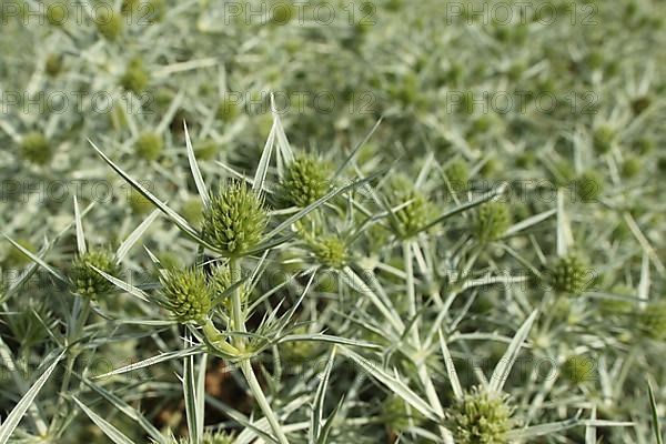 Detail on field eryngo