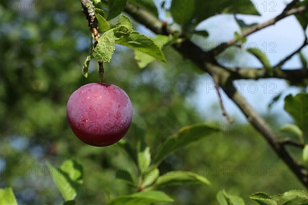 Ripe mirabelle plum