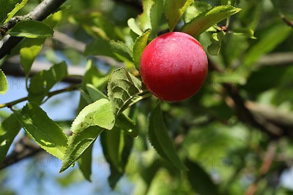 Ripe mirabelle plum