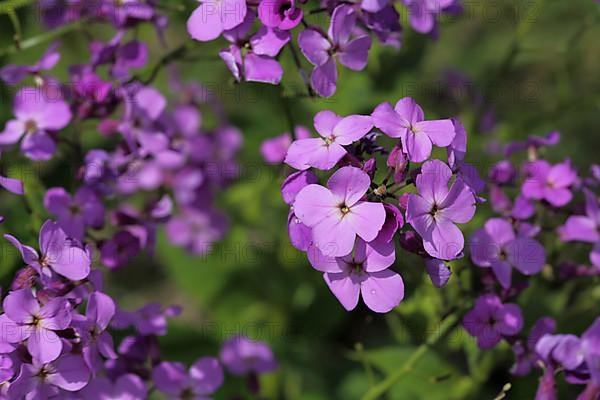 Common night violet