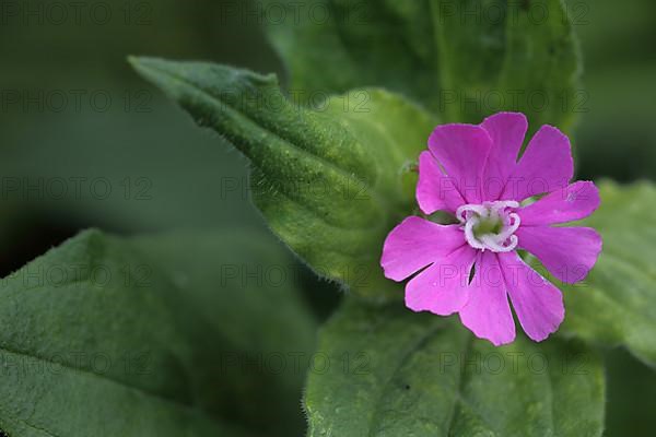 Red campion