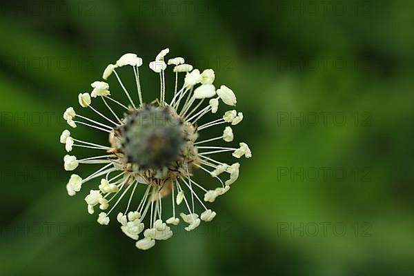 Detail of ring-shaped cobs of ribwort plantain