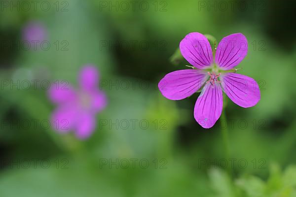 Marsh cranesbill