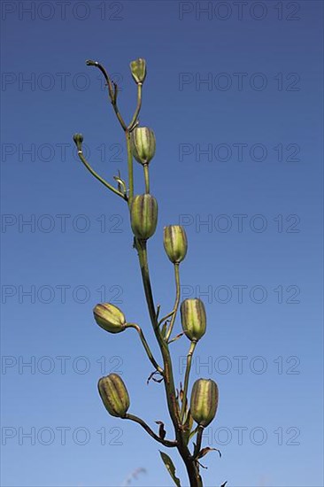 Fruit stand of the Turk's-cap lily