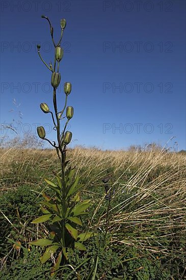 Fruit stand of Turk's-cap lily