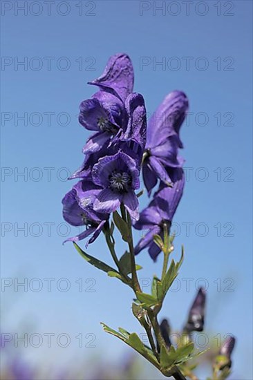 Monkshood