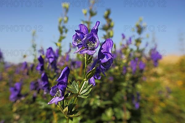 Monkshood