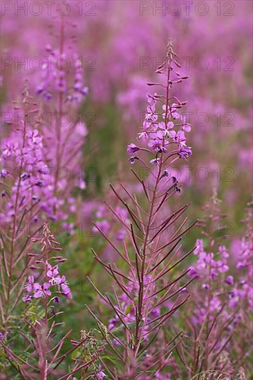 Narrow-leaved willowherb