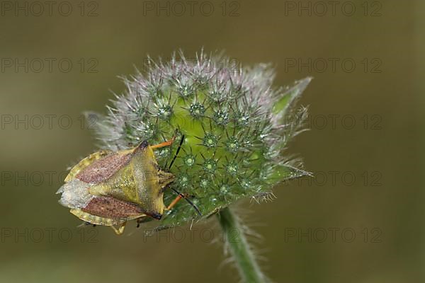 Northern fruit bug