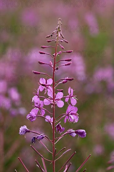 Narrow-leaved willowherb