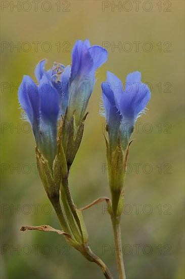 Fringed gentian