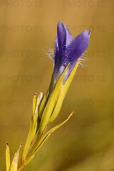 Fringed gentian