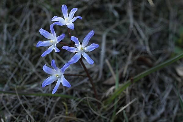 Two-leaved blue star