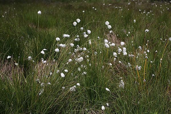 Meadow with Sheatgrass