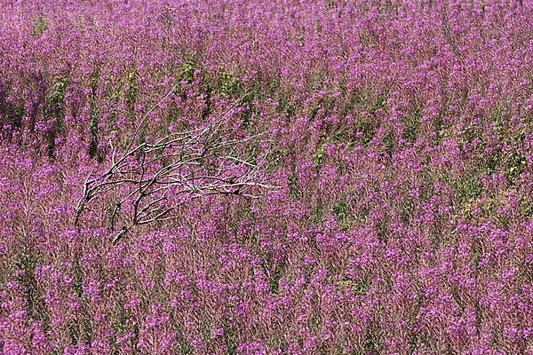 Flower meadow with blooming sally