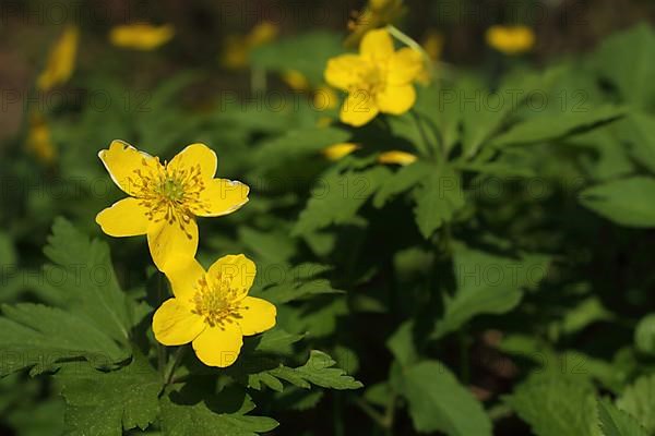 Yellow anemone