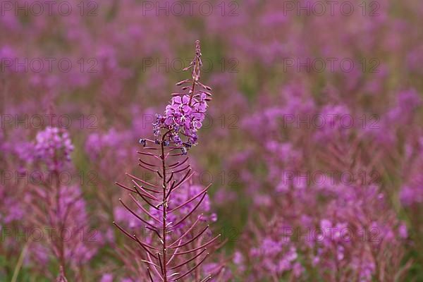 Narrow-leaved willowherb