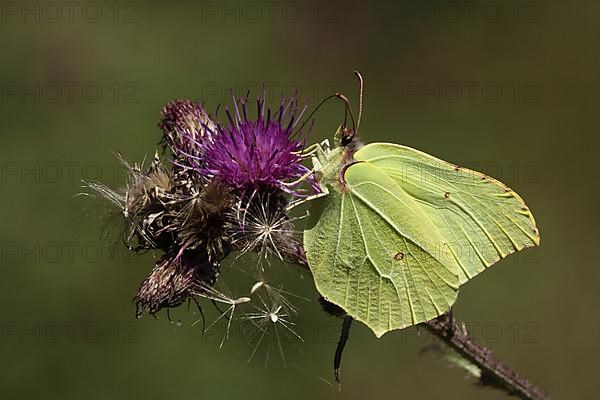 Male brimstone