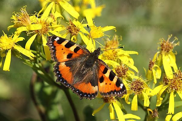 Small tortoiseshell