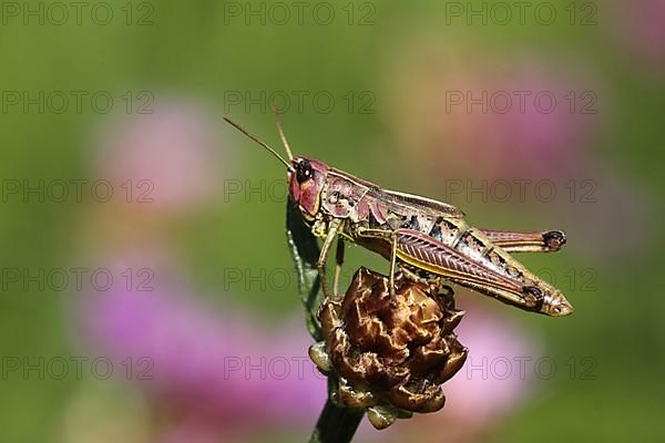 Female bow-winged grasshopper