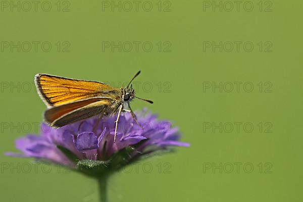 Essex skipper