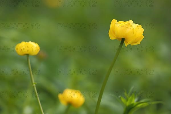 European globeflower