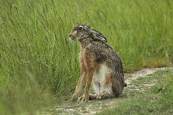 European hare