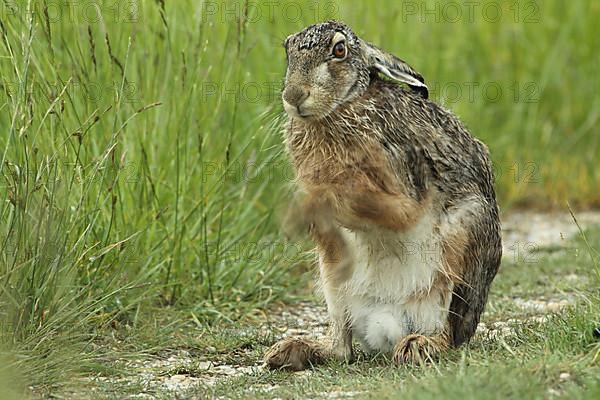 European hare