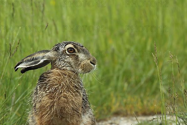 Portrait of the brown hare