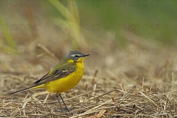 Male blue-headed wagtail