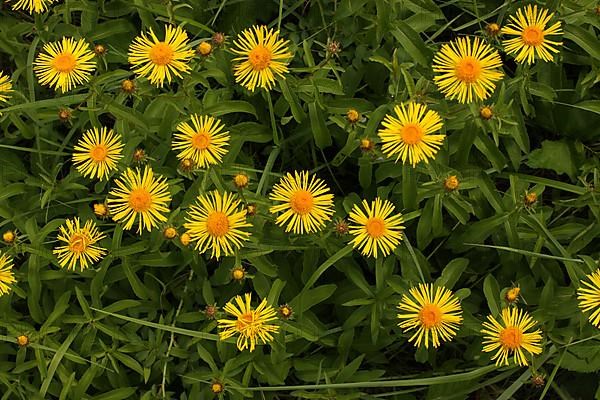 Willow-leaved irish fleabane