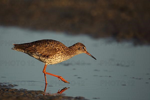 Redshank