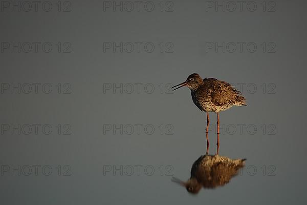 Redshank