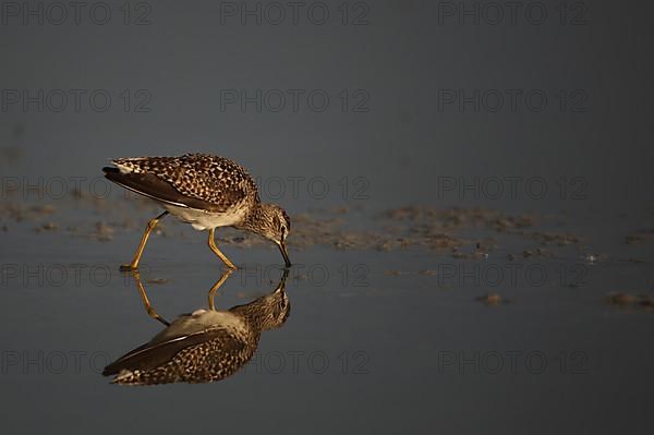 Wood Sandpiper