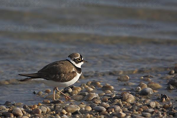 Little Ringed Plover